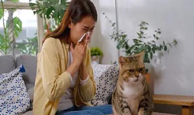 Akıllı mamalar, kedi alerjilerini ortadan kaldırabilir