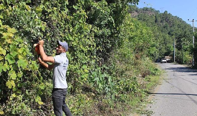Antalya Büyükşehir ekipleri Çıralı’da temizlik çalışması yaptı