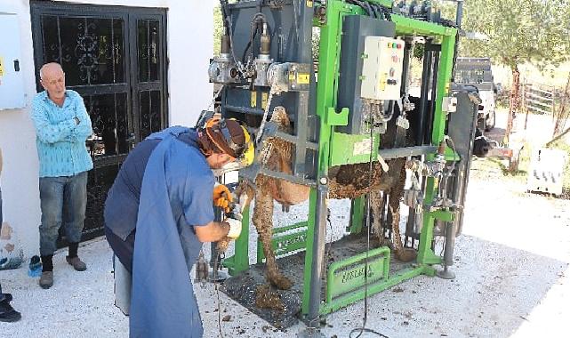 Antalya Büyükşehir’in hayvancılığa desteği sürüyor