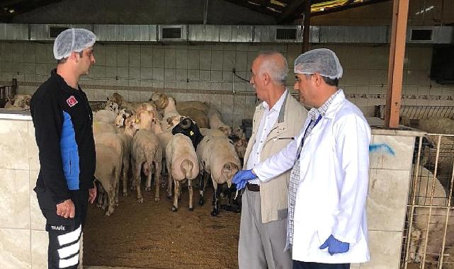 Bayrampaşa’da kurbanlıklar denetim altında