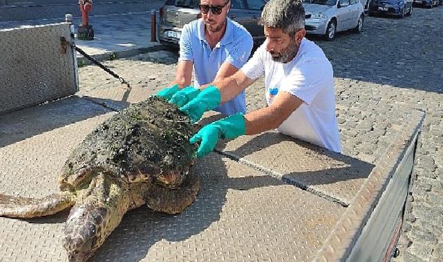 Körfez’de yaralı “Caretta Caretta” bulundu