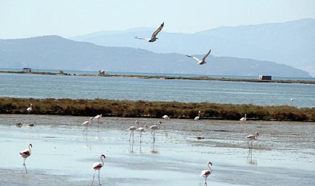 Kuş Cenneti’ne anjiyo: 40 km yatak temizlenecek