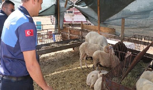 Menderes’te Kurban Denetimi