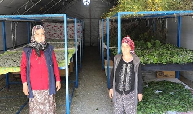 Muğla Büyükşehir’in Desteklediği İpekböcekçiliği Üretiminde Yüzler Gülüyor