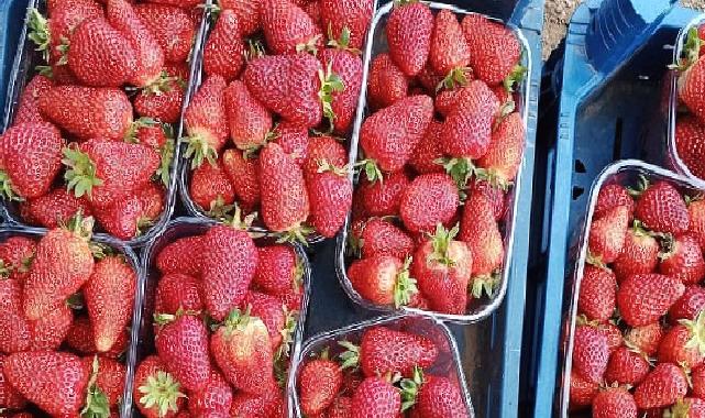 Muğla’nın Çilekleri Migros Raflarında