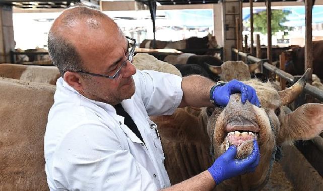 Osmangazi’de yaşına girmemiş ve gebe hayvanların satışına izin verilmiyor