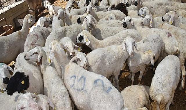 Selçuklu’da kurban satış ve kesim yerleri hazır
