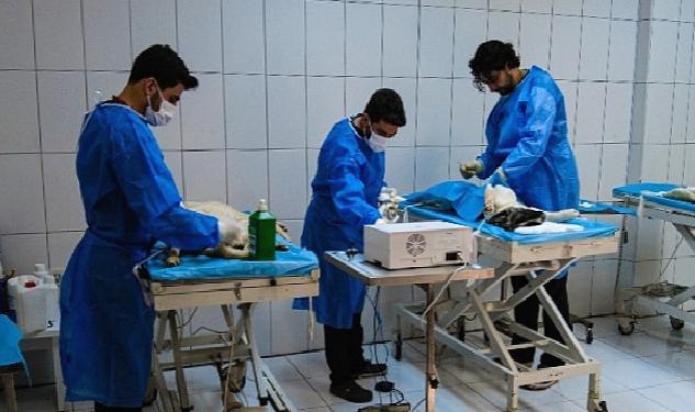 Van Büyükşehir’in Hayvan Barınağı Sokak Hayvanlarına Şifa Dağıtıyor
