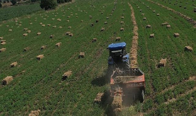 434 Dekar Araziden Elde Edilen Kaba Yem Üreticiye Dağıtılacak