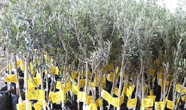 Antalya Büyükşehir Belediyesi 10 biner adet ceviz ve zeytin fidanı hibe etti
