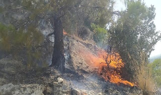 Aydın Büyükşehir Belediyesi İtfaiyesi, Söke’de ormanlık alanda çıkan yangını hızlı müdahaleyle büyümeden söndürdü