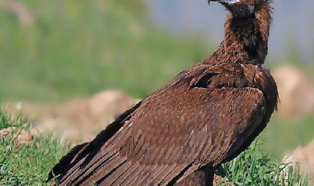 Beypazarı’nda doğa katliamına neden olacak kalker ocağı projesi durduruldu