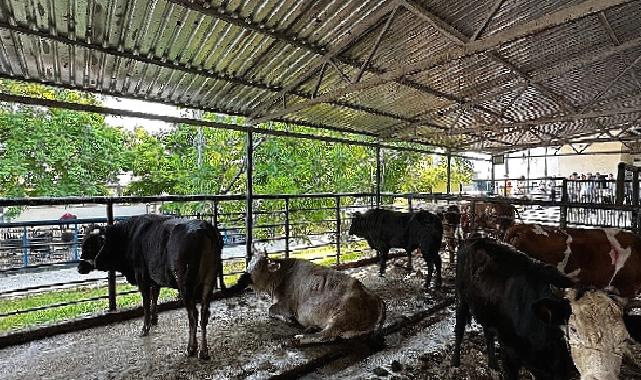 Büyükşehir Mezbahaları Bayramda Tam Kapasite Çalıştı