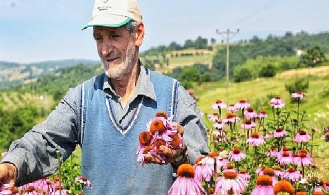 Ekinezya Hasat İçin Gün Sayıyor