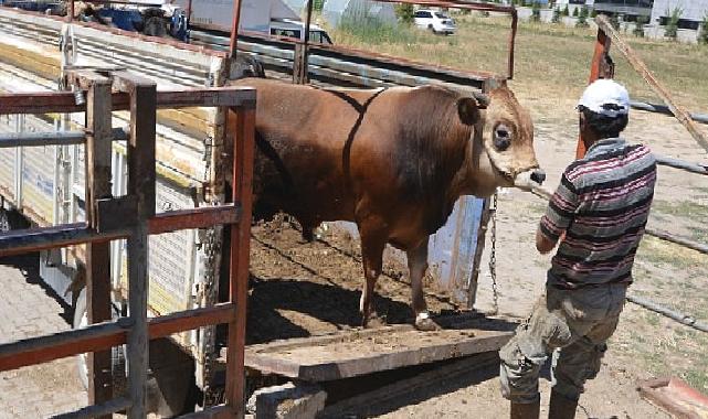 Hayat ağacı derneğinde 64 adet büyükbaş 41 adet küçükbaş kurban kesildi