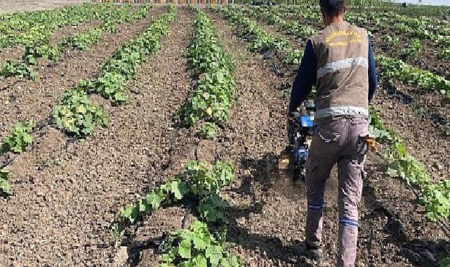 Keçiören belediyesi bostanında hasat başladı 