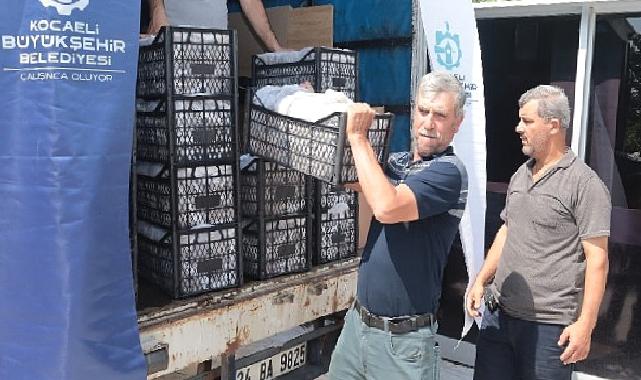 Kocaeli’de üreticilere 118 bin çilek fidesi dağıtıldı