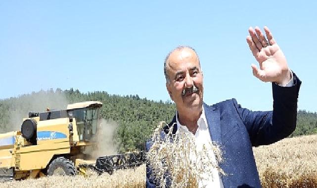 Mudanya’da buğday hasadı zamanı 
