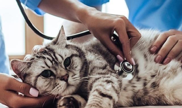 Sahipsiz Hayvanlar için Mama Desteğine Dönüşüyor
