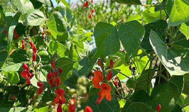 Saray Belediyesi zirai üretimde örnek oluyor