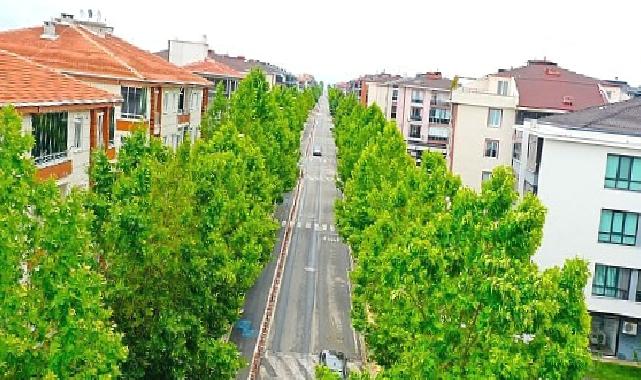 “Yıllar önce dikilen ağaçlar yeşil koridor oluşturdu”