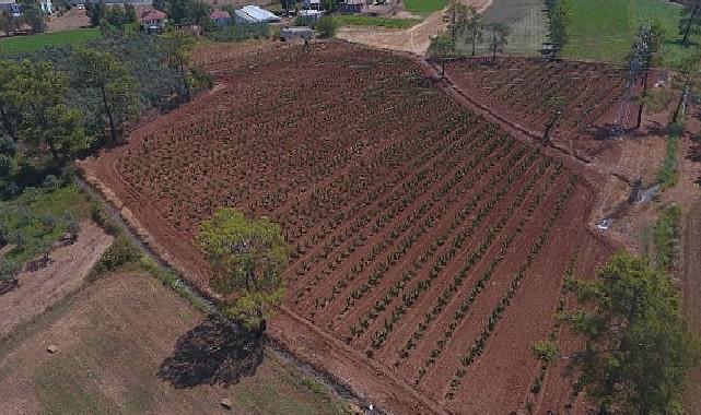 Büyükşehir Muğla’da 228 Bin 400 Ağacı Toprakla Buluşturdu