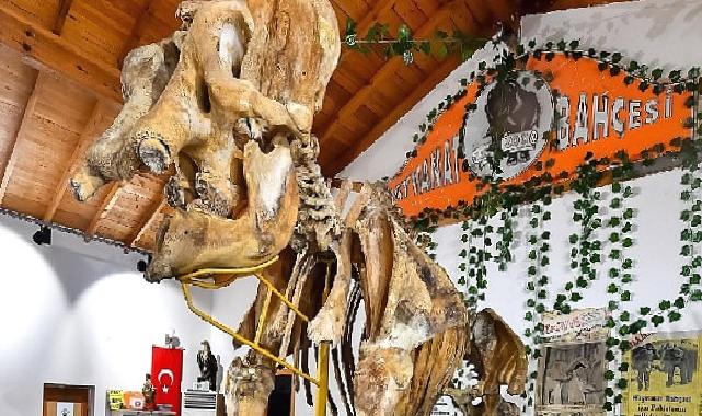 İzmir’in unutulmaz fili Pak Bahadır’ın iskeleti ziyaretçileri bekliyor