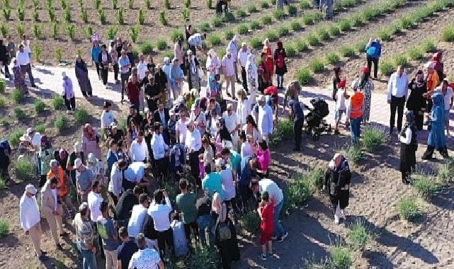 Keçiören’deki Lavanta ve Gül Bahçesi’nde Hasat Zamanı