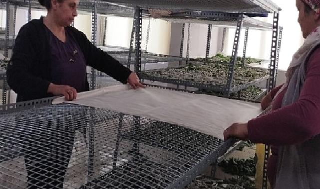 Ödemişli kadınlar ipekböcekçiliği geleneğini sürdürmekte kararlı