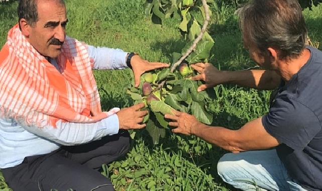 Taze incir ihracatı başladı