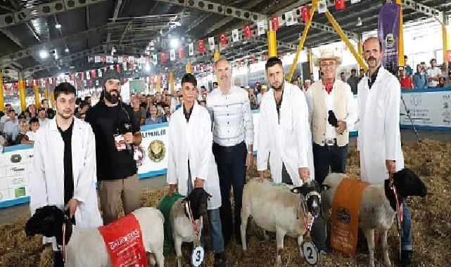 Türkiye’nin En Kapsamlı Küçükbaş Hayvancılık Festivali İçin Geri Sayım Başladı