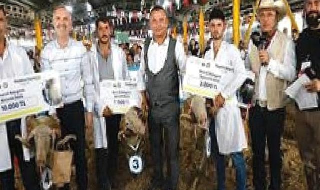 3. Küçükbaş Hayvancılık Festivali Başlıyor