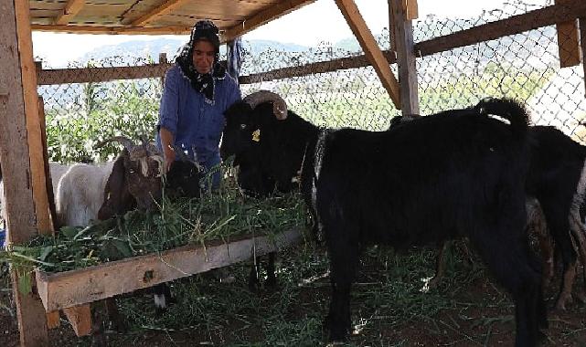 Kıl Keçisi Projesi için Son Başvuru 15 Eylül’e Uzatıldı 