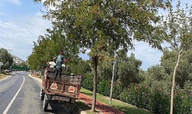 Milas Belediyesi mevsimsel bakım çalışmalarına devam ediyor