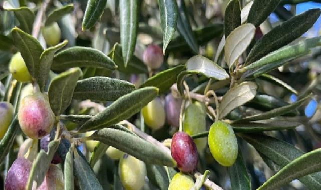 Aliağa, Zeytin Hasat Şenliğinde Buluşuyor