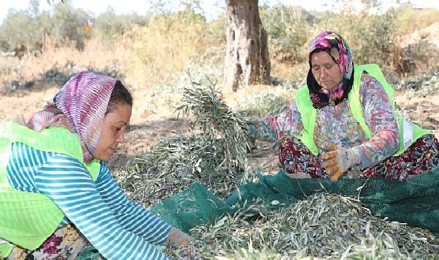 Başkan Arslan: En kaliteli zeytinyağını elde ediyoruz
