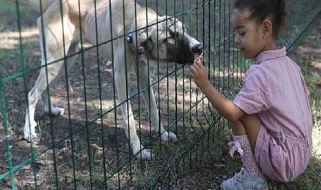 Büyükşehir Yavru Can Dostları Eğiterek Sahiplendiriyor