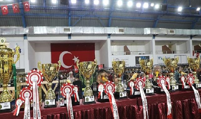 Dünyanın En Büyük Kanarya Yarışması Edremit’te