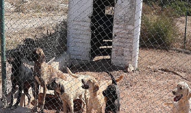 Egeli ihracatçılardan barınak hayvanlarına mama yardımı