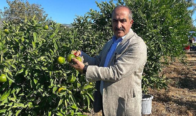 Satsuma mandalinanın ihracat yolculuğu 20 Ekim’de başlıyor