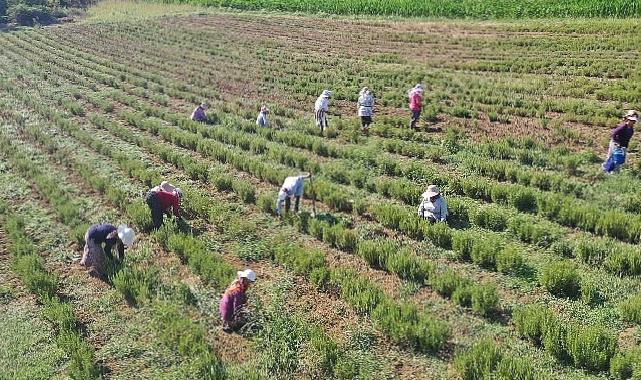 Tıbbi ve Aromatik Bitkilerin Hasadı Başladı