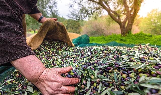 Türkiye’nin Sofralık Zeytin İhracatı 184 Milyon 510 Bin Dolar Oldu