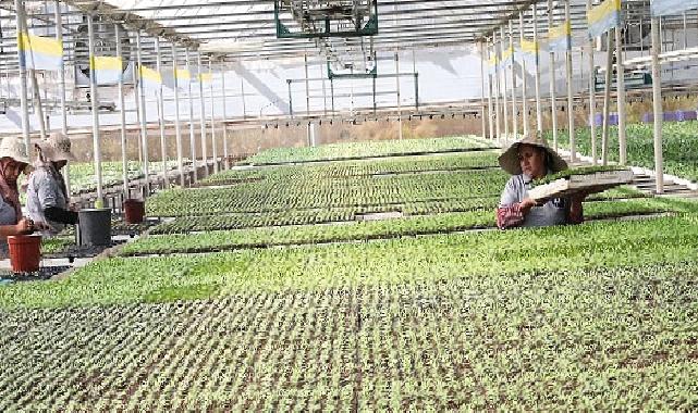 Büyükşehir Belediyesi kendi ürettiği çiçek ve  bitkilerle yıllık 22 milyon lira tasarruf ediyor
