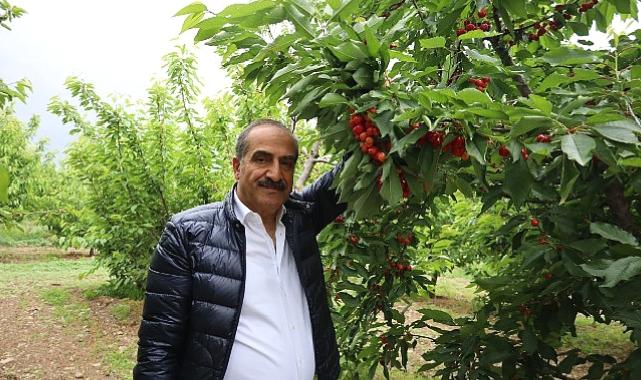 Kiraz hasat şenliğine gençler enerji kattı