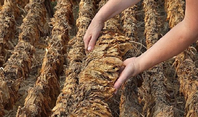Tütün sektörü 6 ayda 451 milyon dolar ihracat gerçekleştirdi